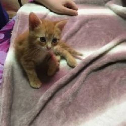 отдадим котят даром