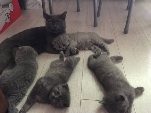 Продам шотландских котят 
