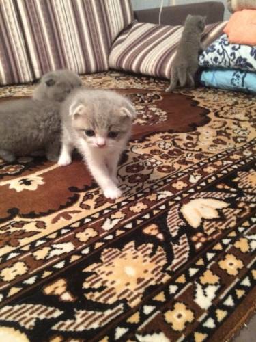 Продам котят шотландцев.