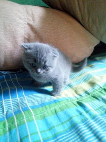 Продаются котята вислоушки 1 месяц .