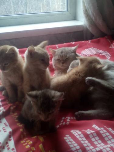 Отдам котят в хорошие руки