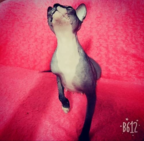 Кошечка сфинкс ищет котика для вязки