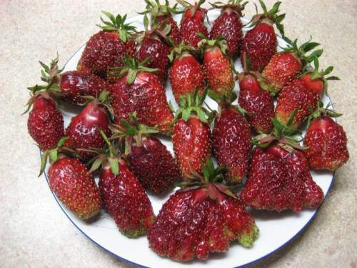 Продам земклунику Купчиха.