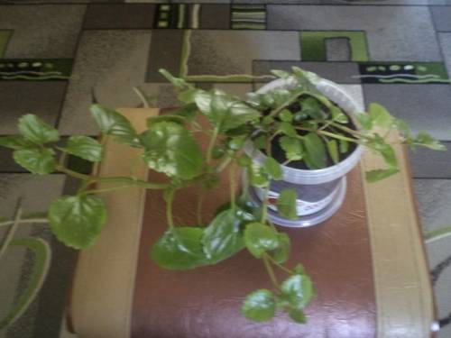Продаю комнатные цветы