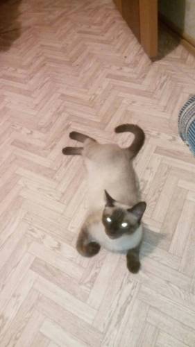 Отдам даром котят