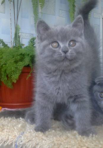 Шотландская голубая кошечка