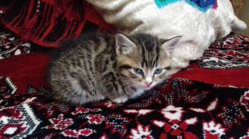 котенок 1,5 месяца девочка