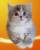 Клубные шотландские котята.