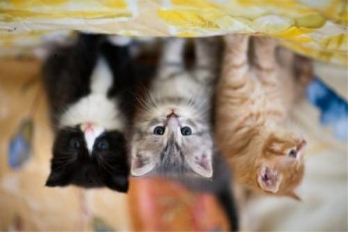 продам котят от  сибирской породы