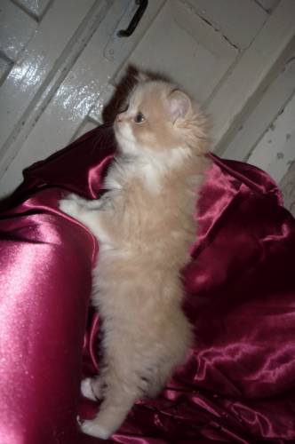 Персидский котик