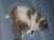 Персидский котик