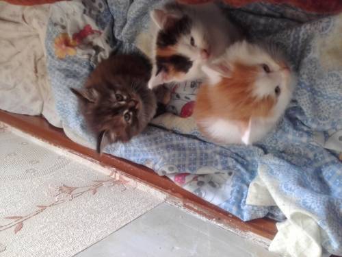 Котята на выбор