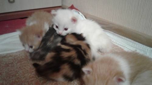 Отдам котят в добрые руки