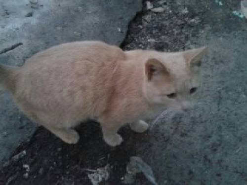 котик в добрые руки
