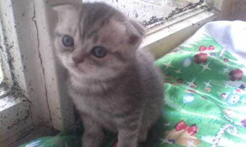 продам  вислоухих котят