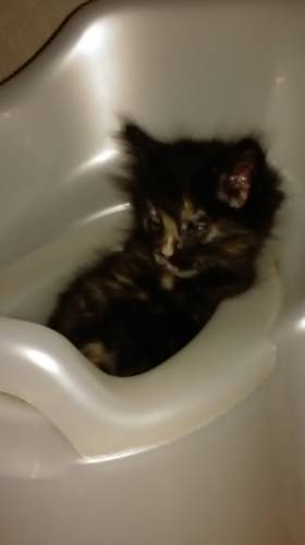 Отдам домашнего котёнка в добрые руки