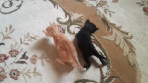 Котики и кошки
