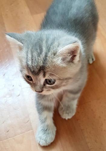 Британскиз котятки-все девчатки