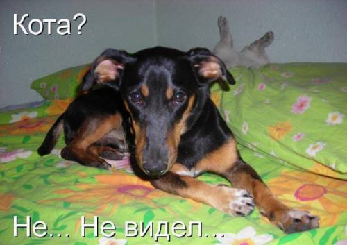 Британский ласковый котенок 