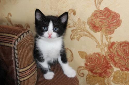 Красивые котята. Большой выбор