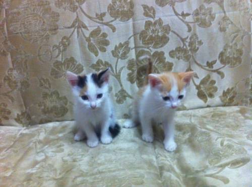 отдам бесплатно котят
