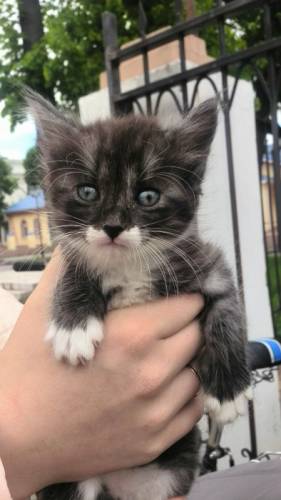 Отдам котят в добрые руки