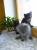 Котята, 2 мальчика (серый и каштановый)