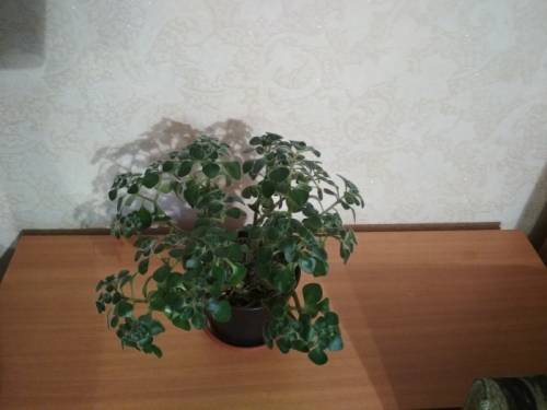 Продам комнатную аихризону.