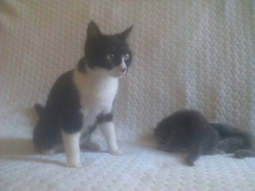 Кошка с котятами