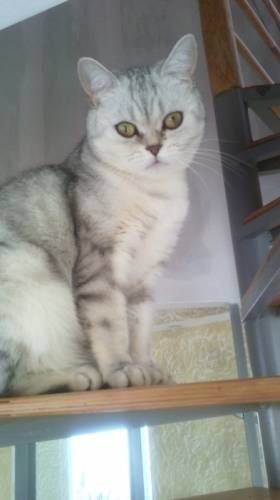 Шотландские котята скотиш страйт