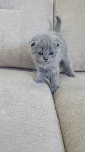 Продам шотландских котят