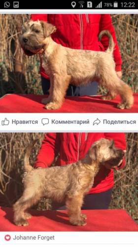 Продаются щенки ирландского мягкошерстного пшеничного терьера