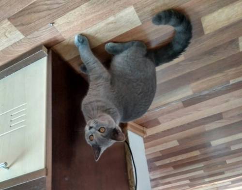 Британский котик , ищу добрых хозяев