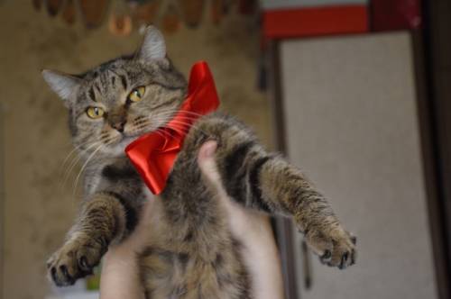 Кошечка Тесса