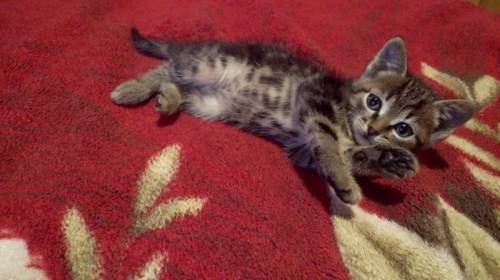 Отдам полосатого котенка мальчика 2 месяца, кушает все