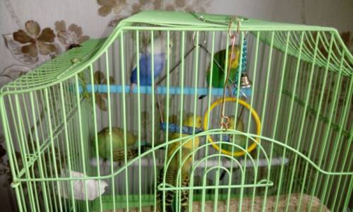 Продам волнистых попугаев