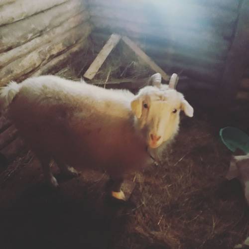 Продам дойную козу