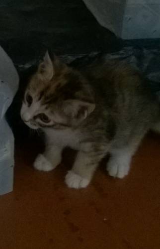 отдам трехцветный котят 