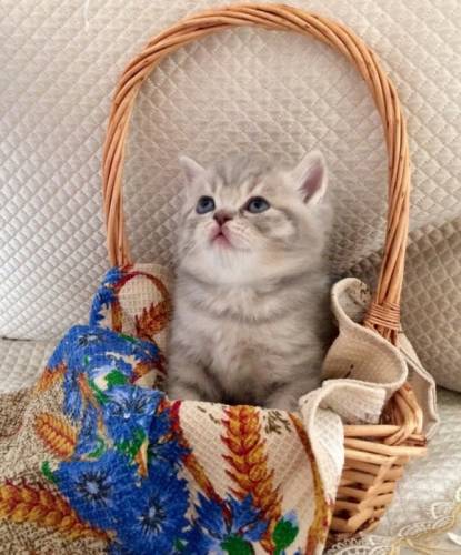 Продам котят чистокровнын британцы