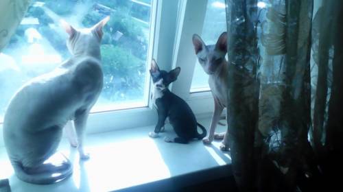 Котята донского сфинкса