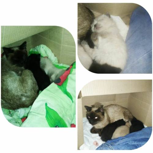 Бесплатно сиамские котята и кошка