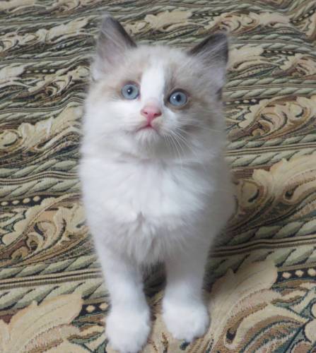 Отдам котенка в добрые руки