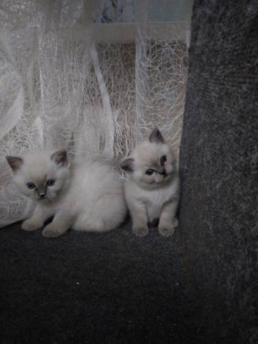 Продам британских котят