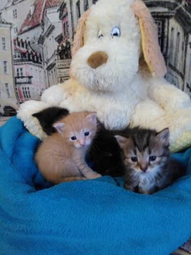 Котята от сибирской кошки