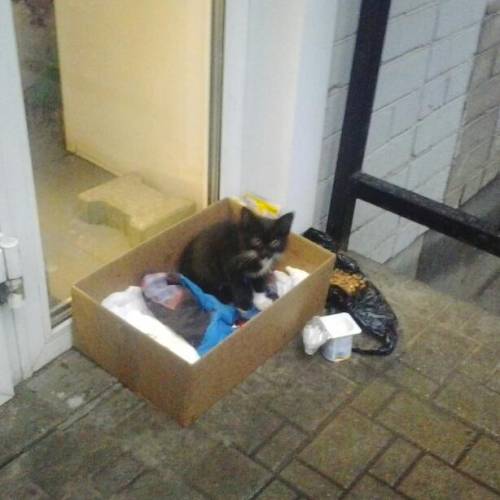 отдам даром котят