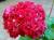 Пеларгония Pink Rambler