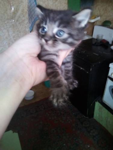 Отдам двух котиков в добрые руки