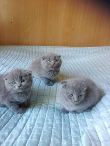 котята скоттиш фолд