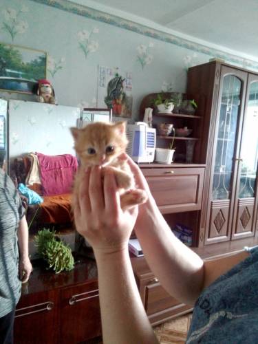 Отдам в хорошие руки