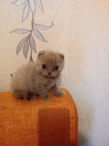 Продам котята вислоухие